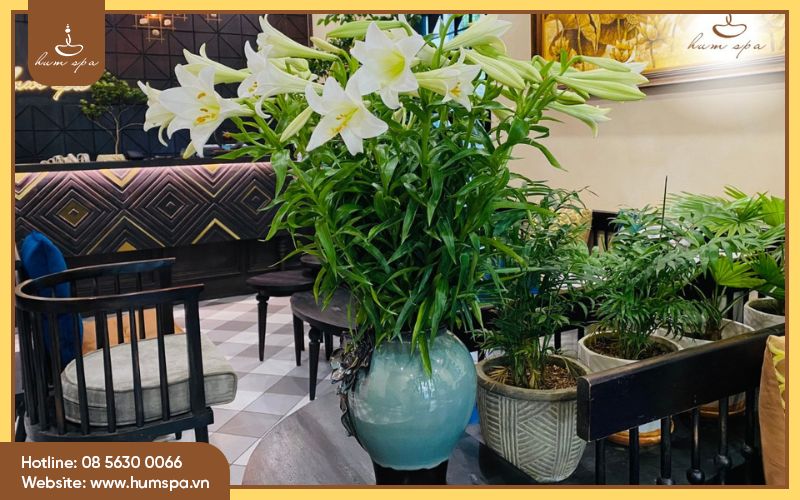 Chi phí nhượng quyền spa